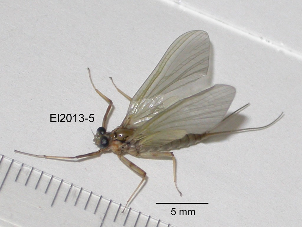 lateral