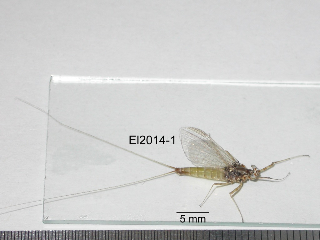 lateral