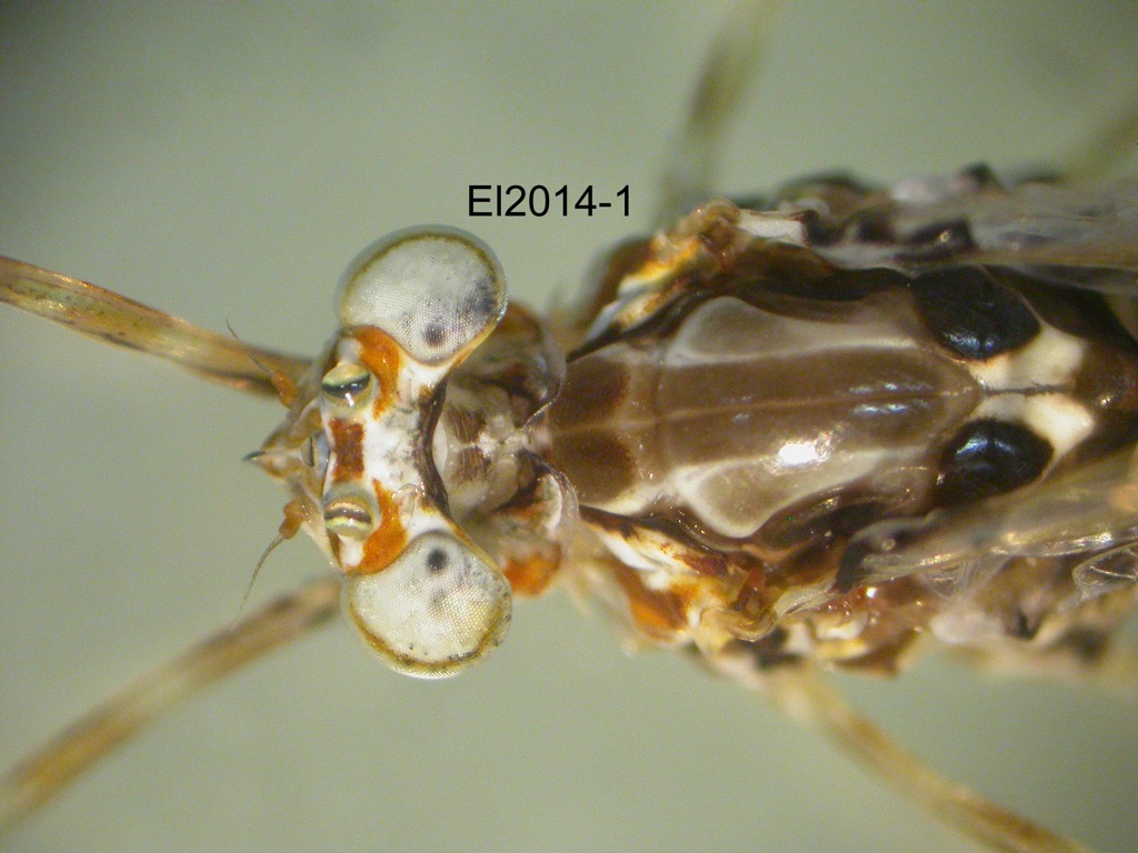 head and thorax dorsal