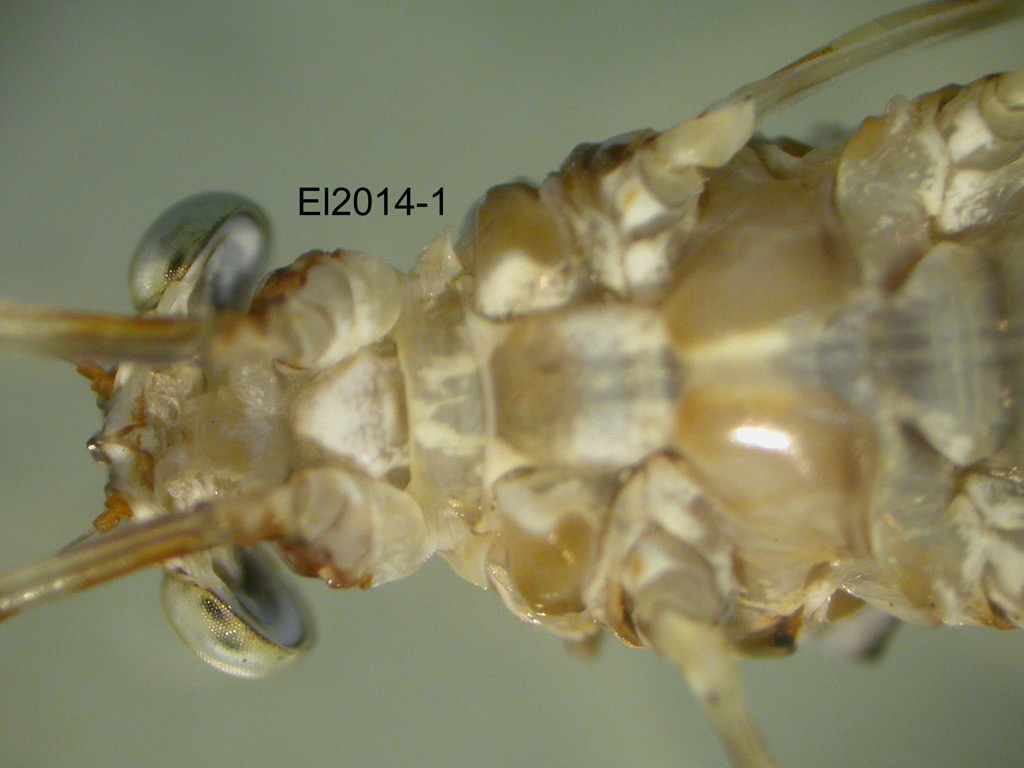 head and thorax ventral