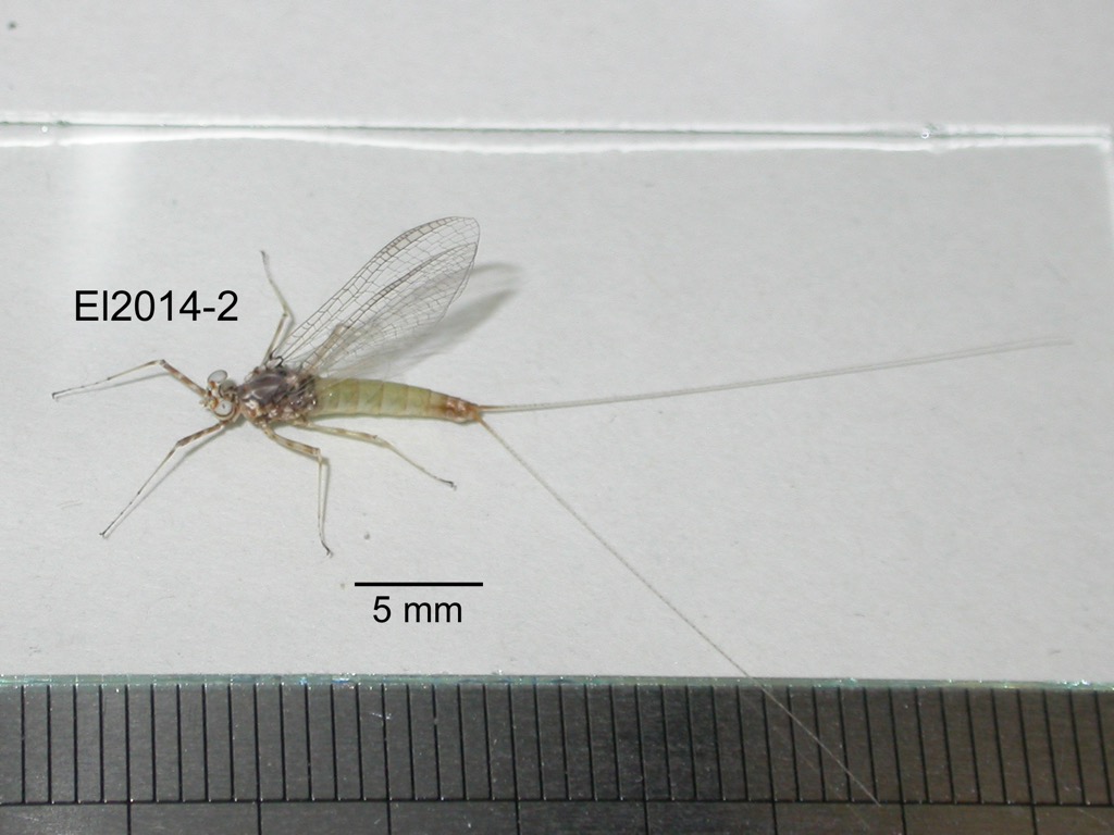 lateral