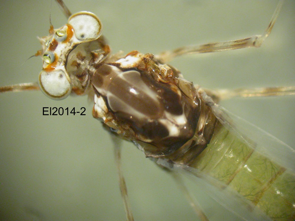 head and thorax dorsal
