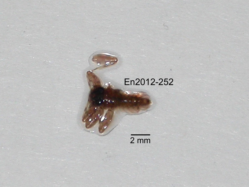 dorsal