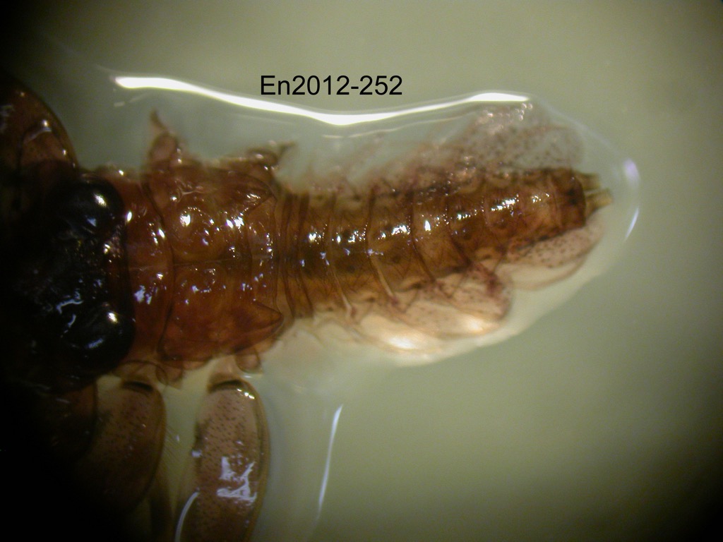 abdomen dorsal