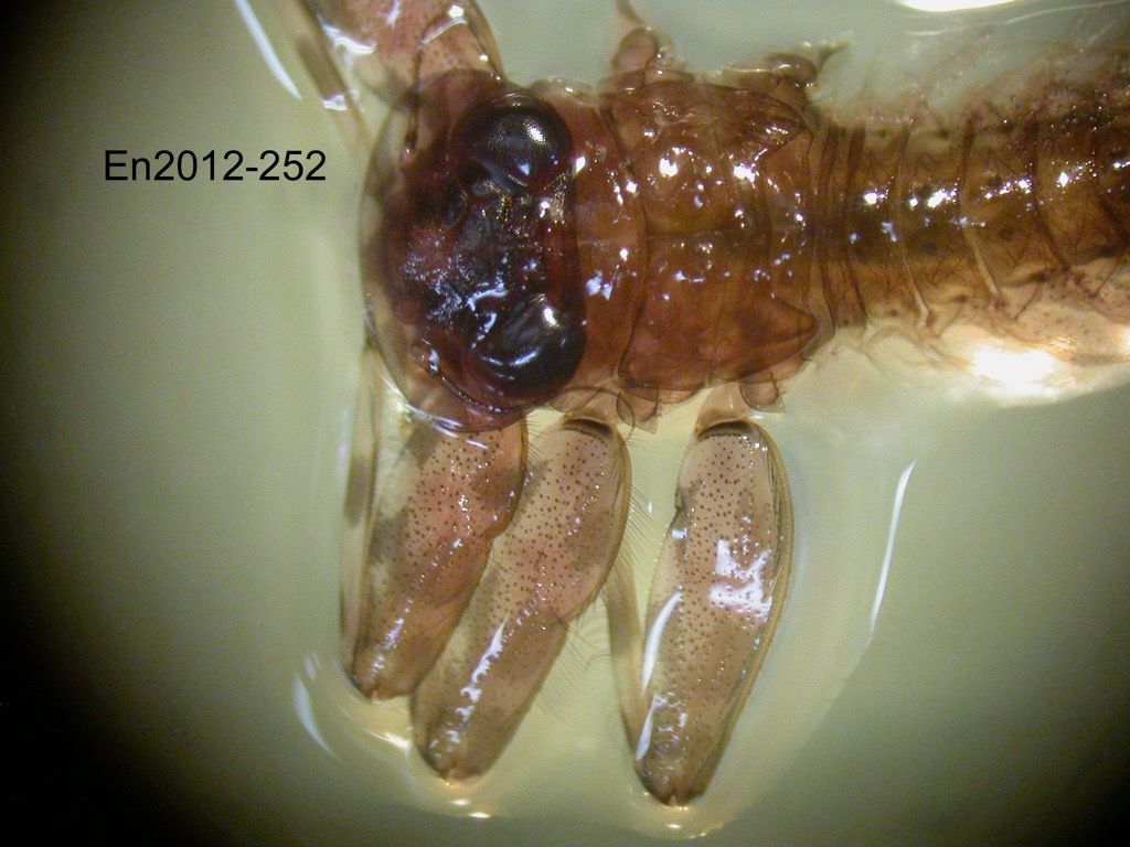 head and thorax dorsal