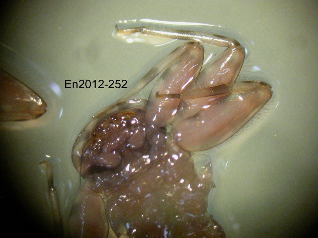 head and thorax ventral