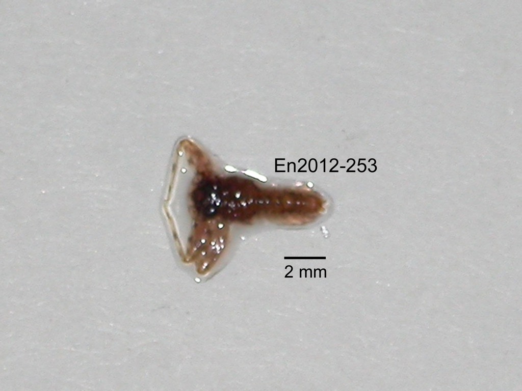 dorsal