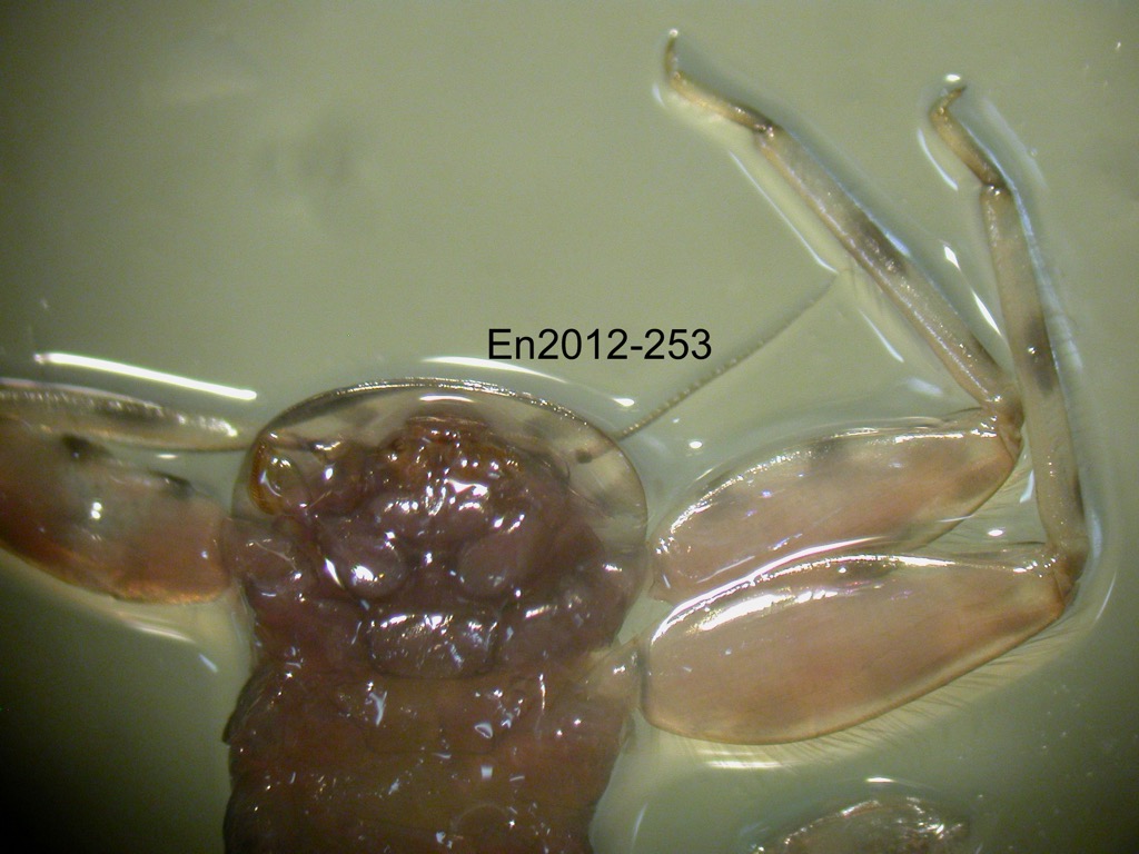 head and thorax ventral