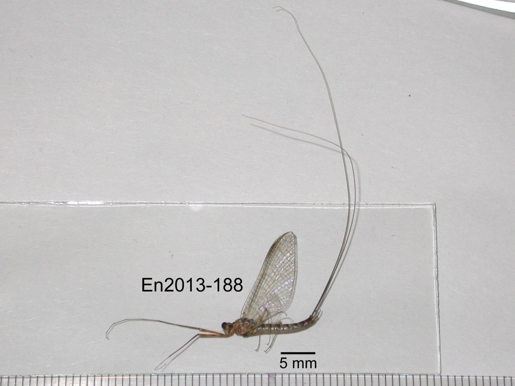 lateral
