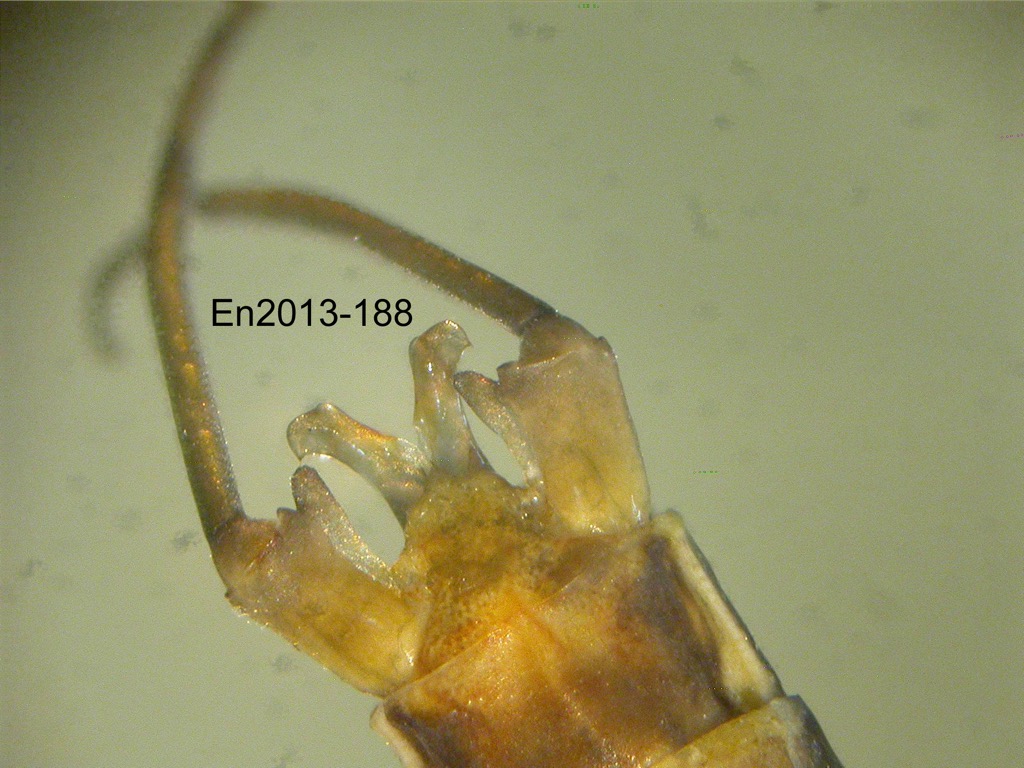 genitalia ventral