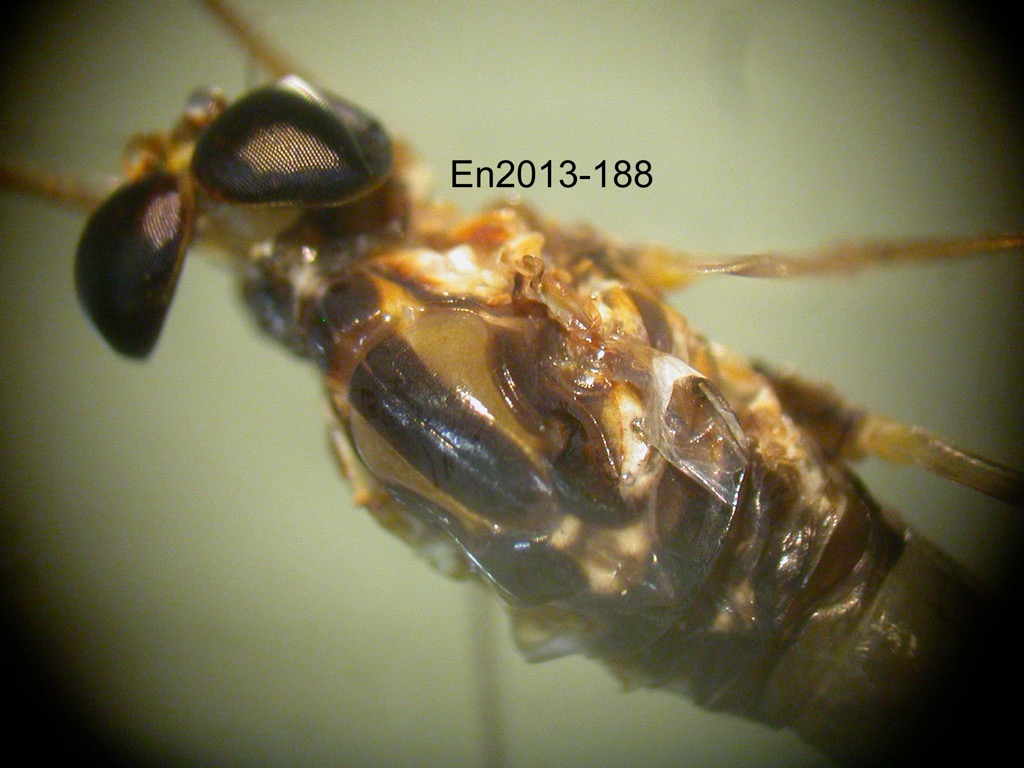 head and thorax dorsal