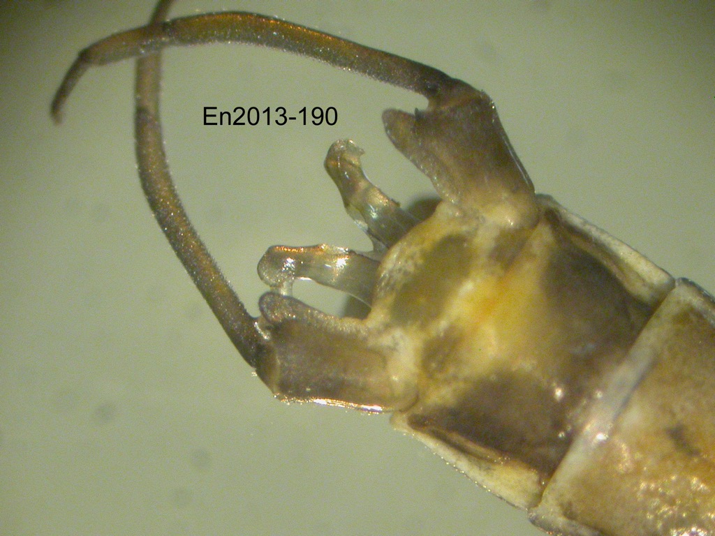 genitalia ventral