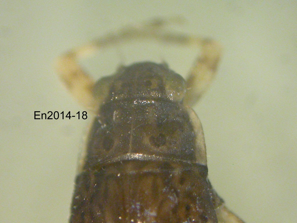 head and thorax dorsal
