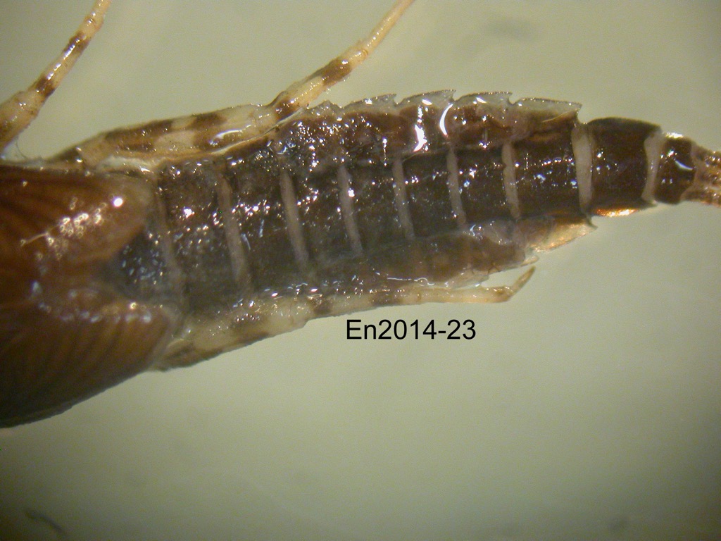 abdomen dorsal