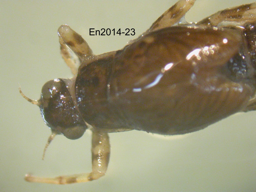 head and thorax dorsal