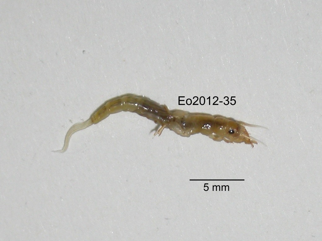 dorsal