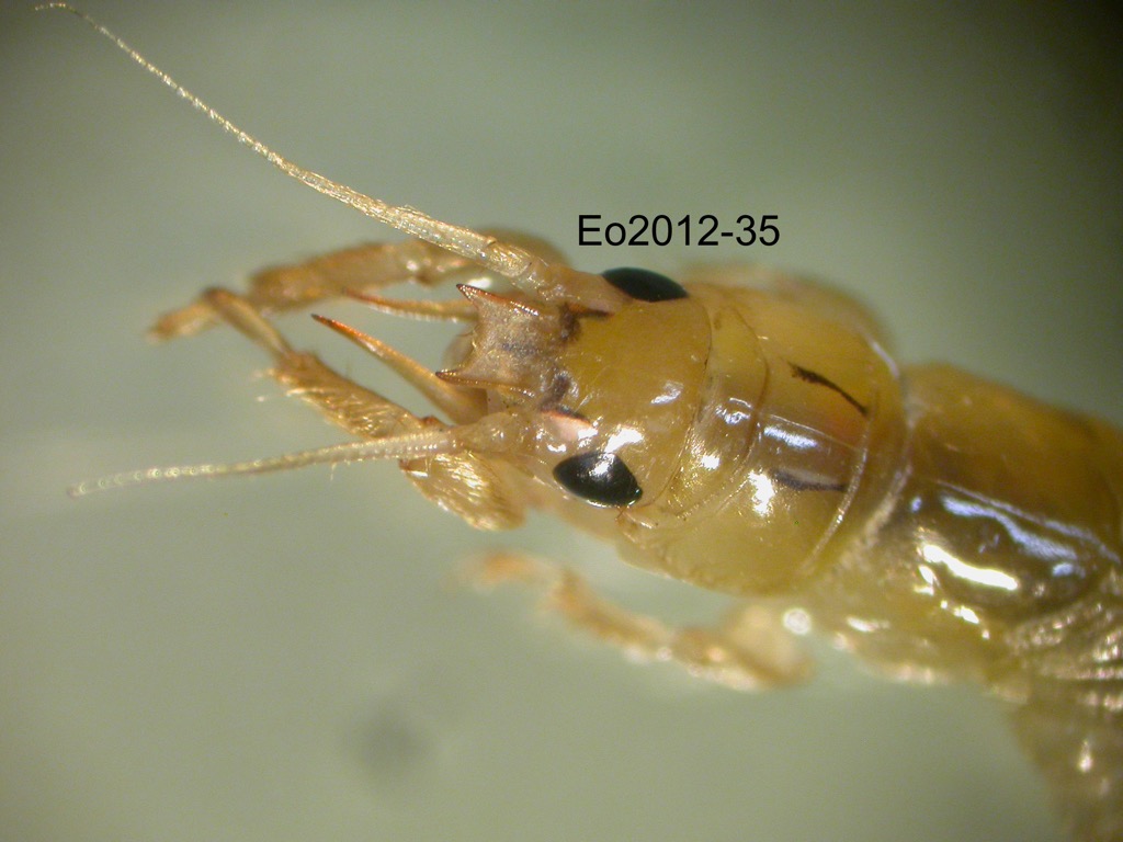 head dorsal