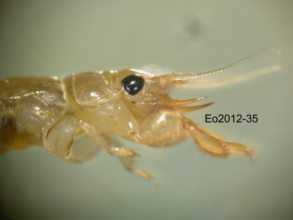head lateral