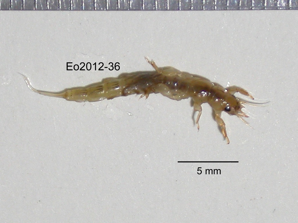 dorsal