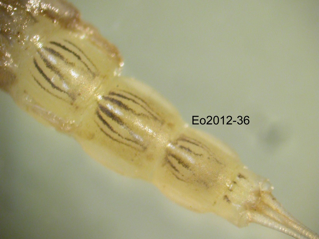 abdomen dorsal