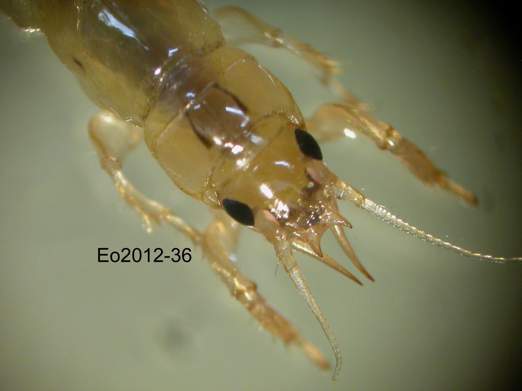 head dorsal