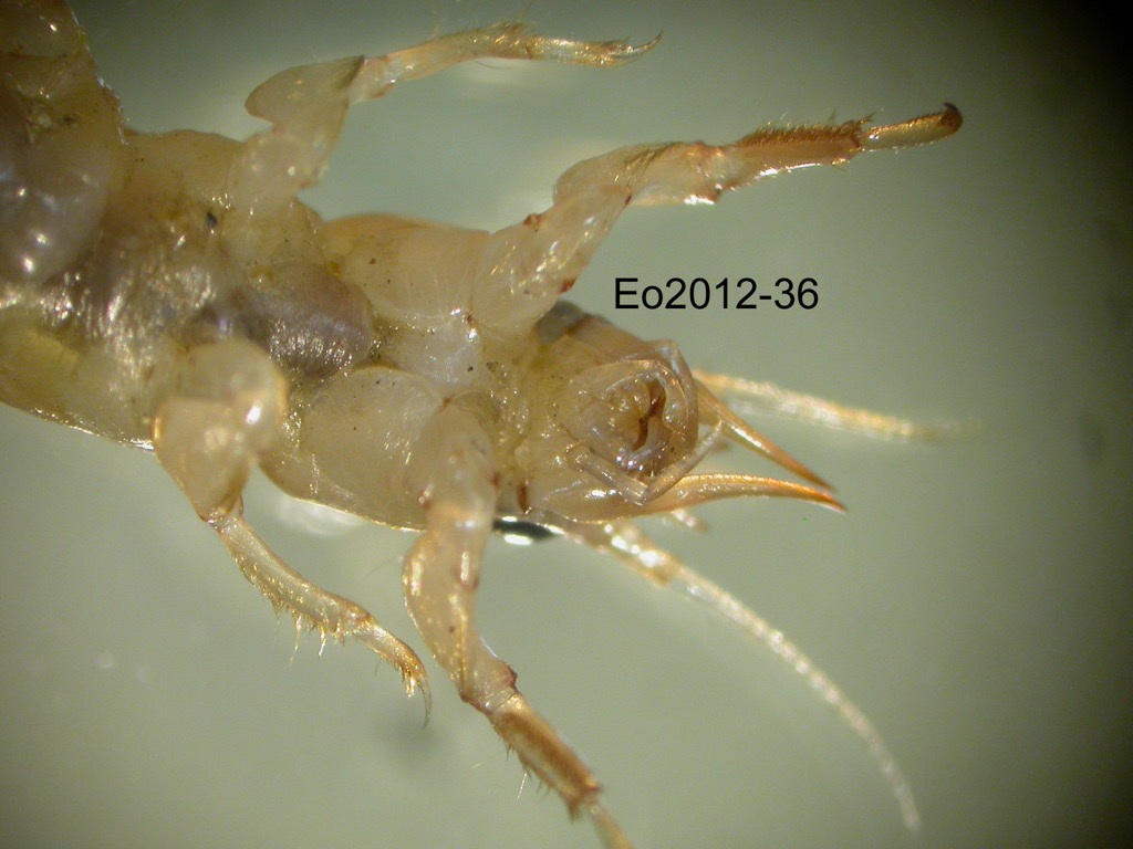 head ventral