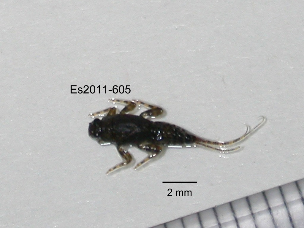 dorsal