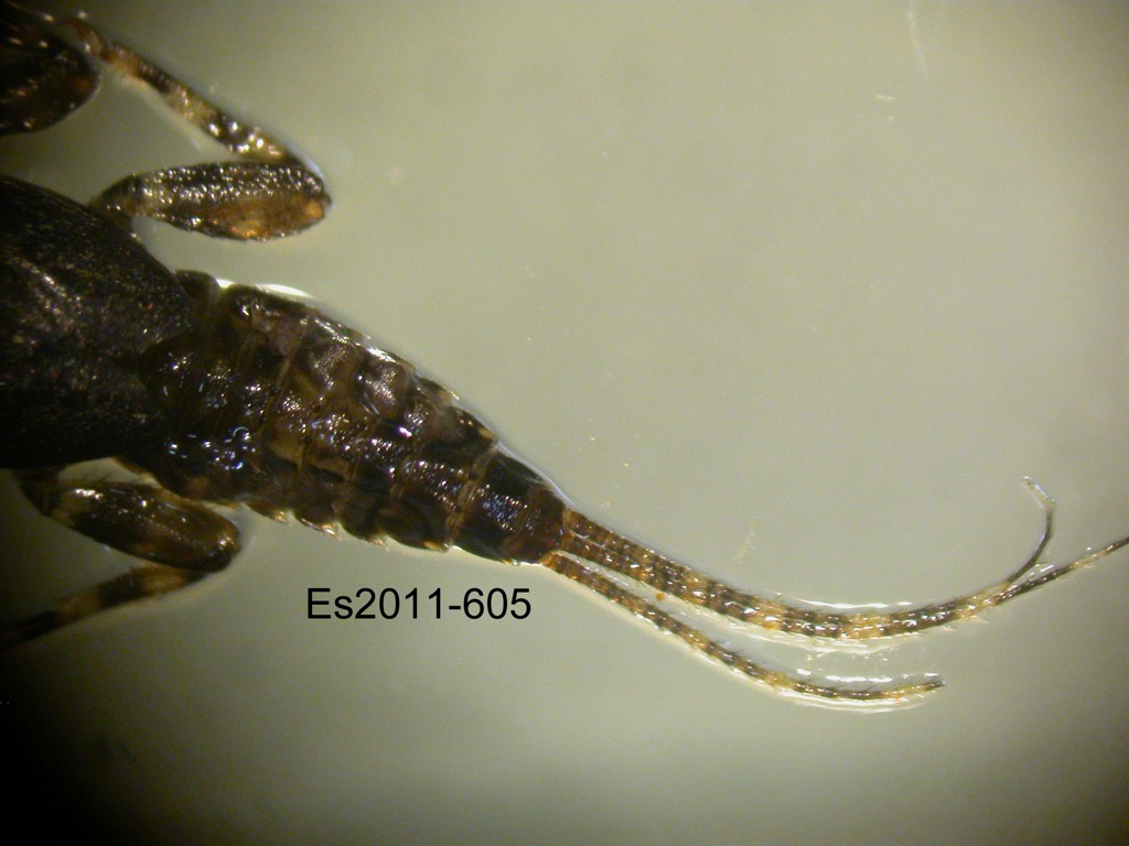 abdomen dorsal