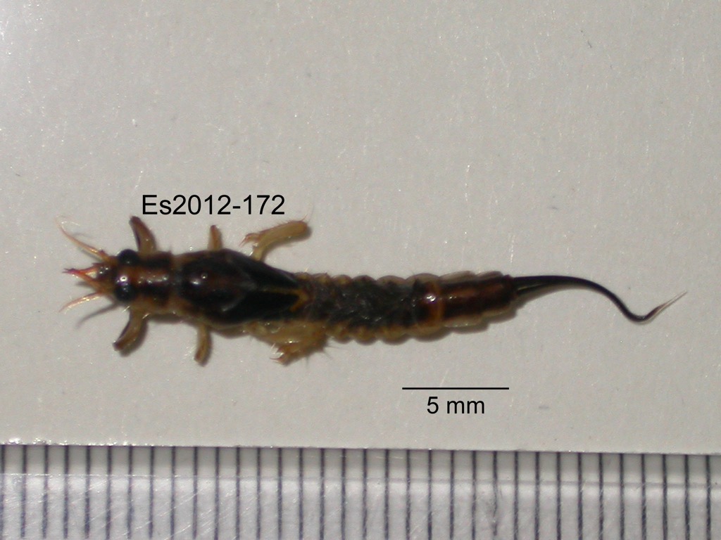 dorsal