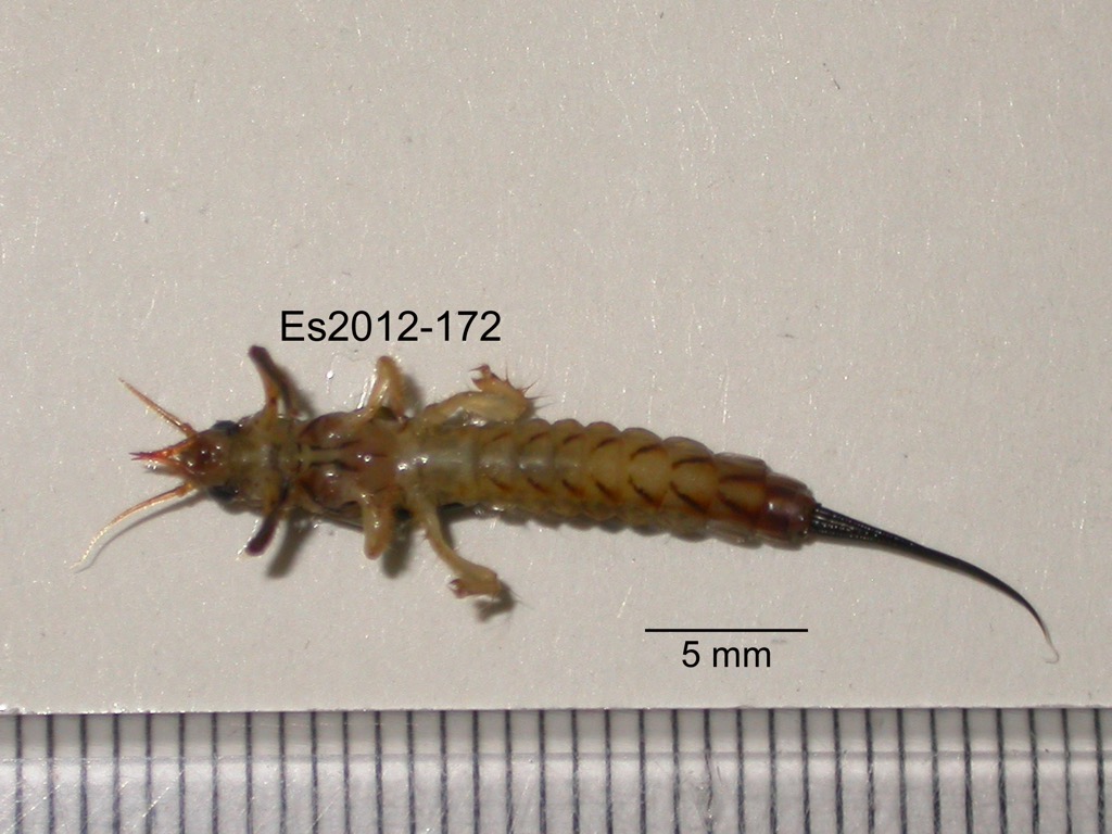 ventral