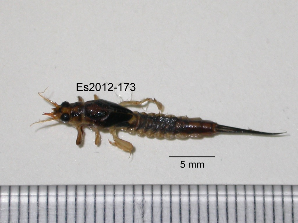 dorsal