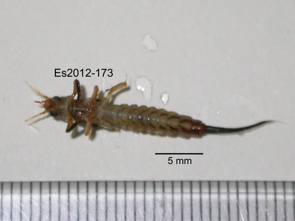 ventral