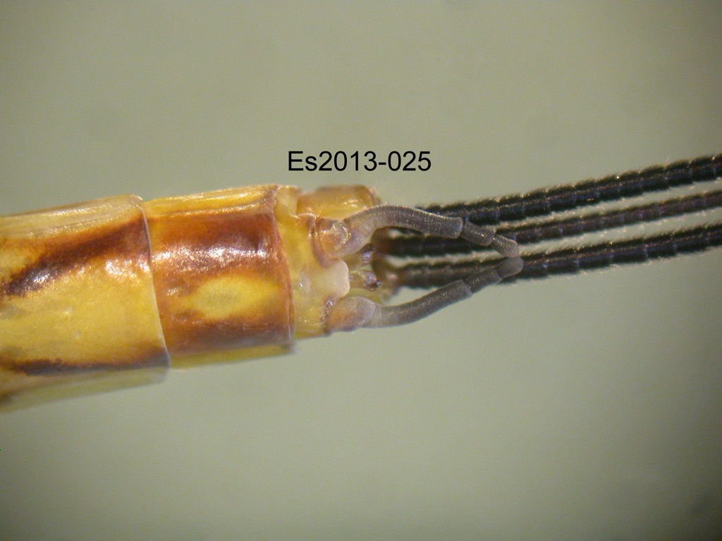 genitalia ventral
