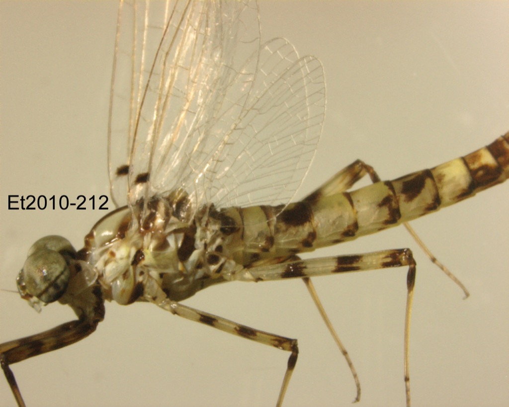 lateral