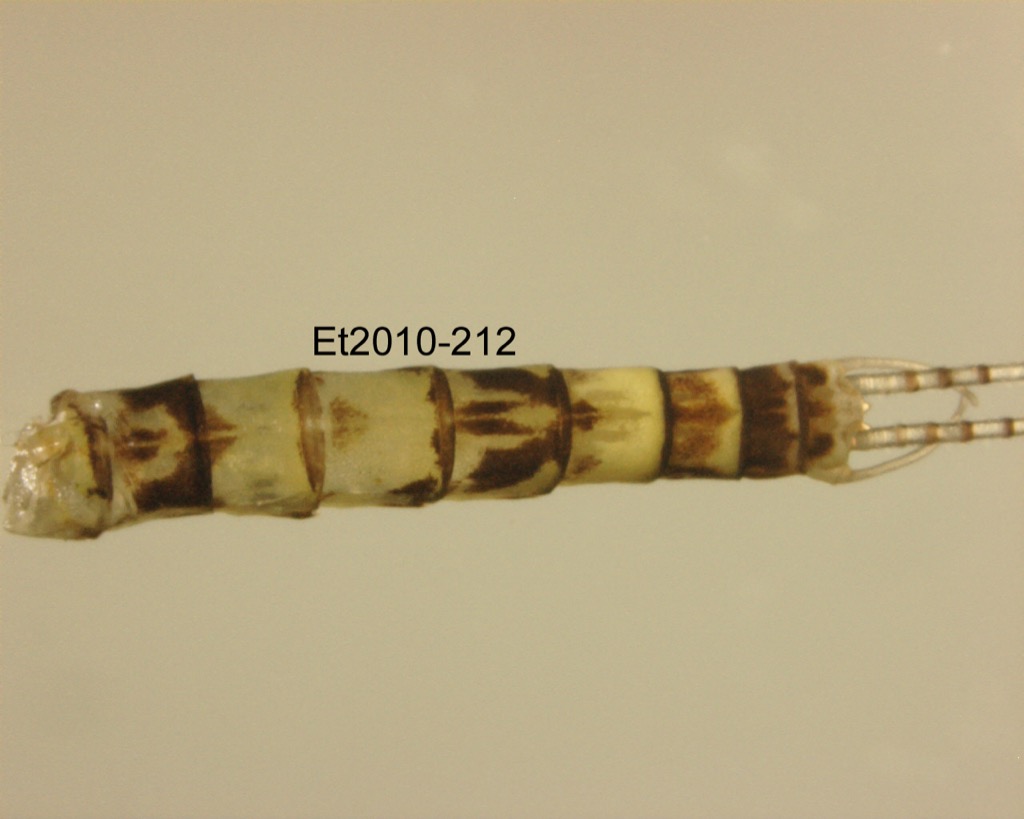 abdomen dorsal