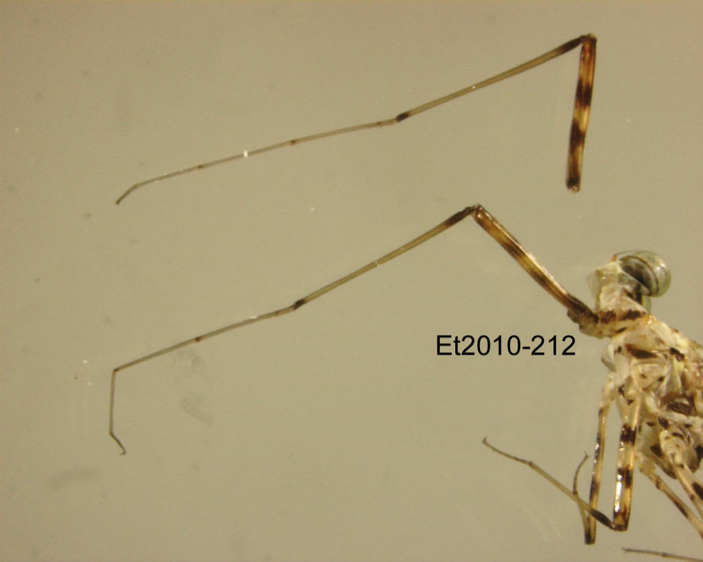 foreleg lateral