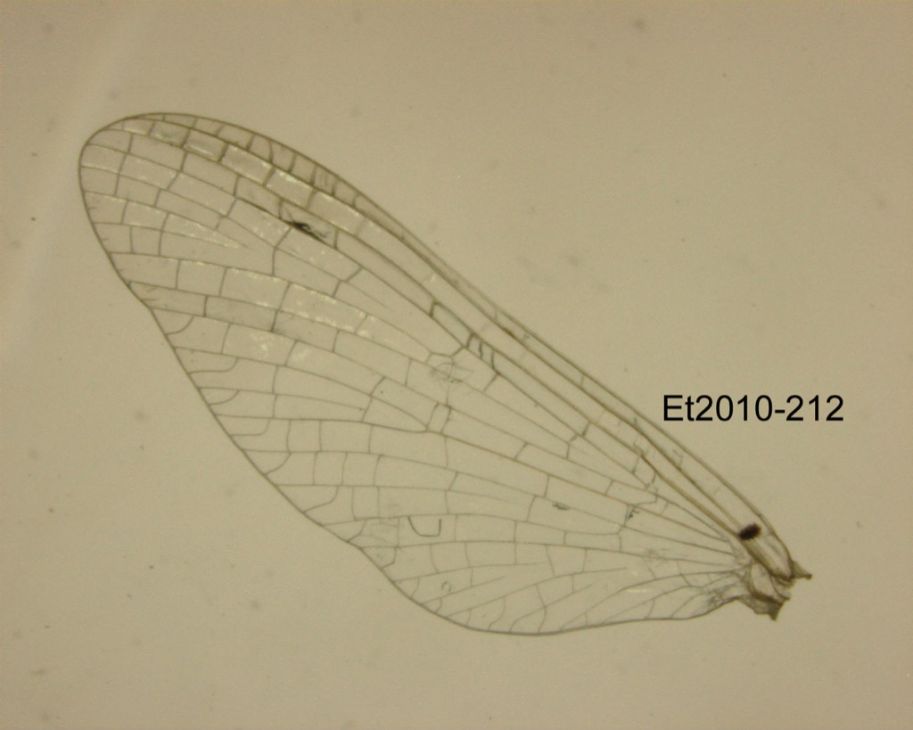 forewing