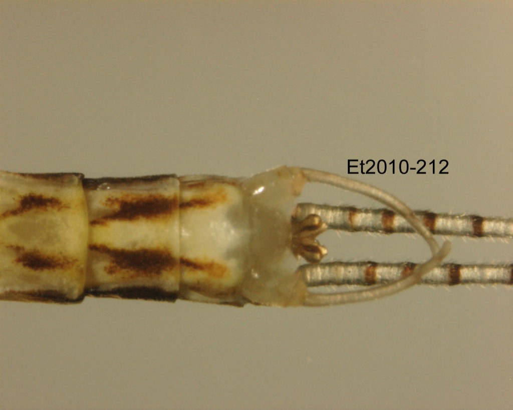 genitalia ventral