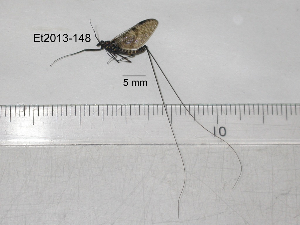lateral