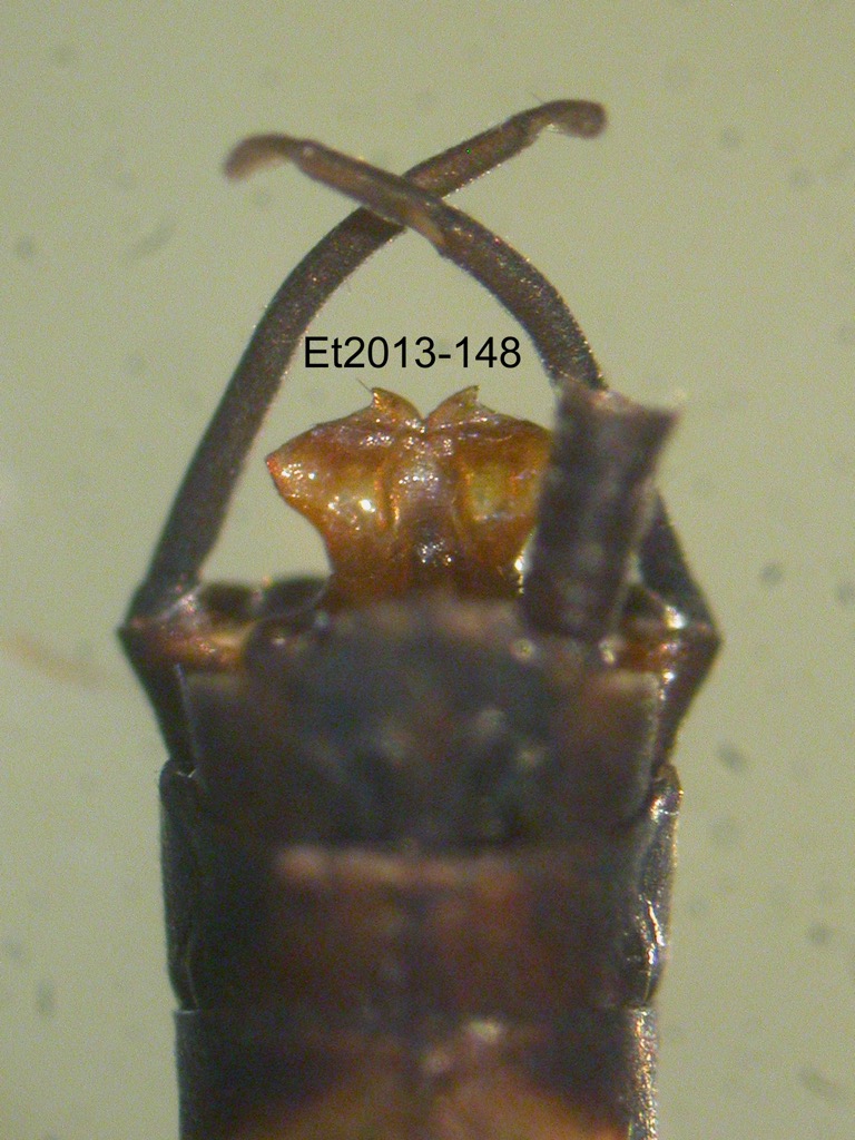 genitalia dorsal