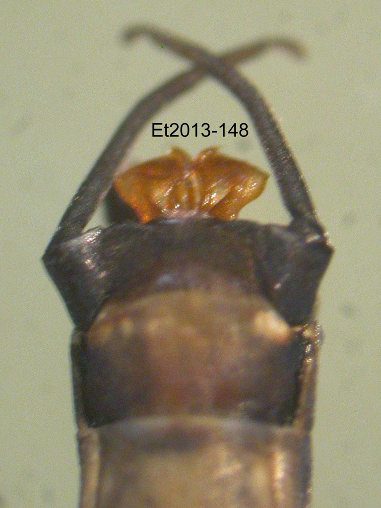 genitalia ventral