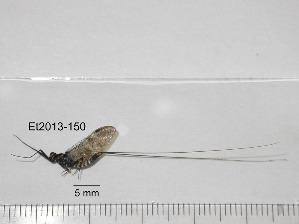 lateral