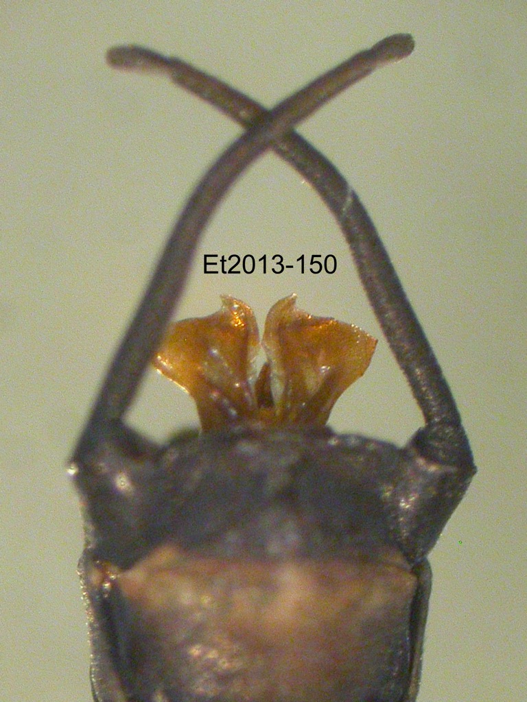 genitalia ventral