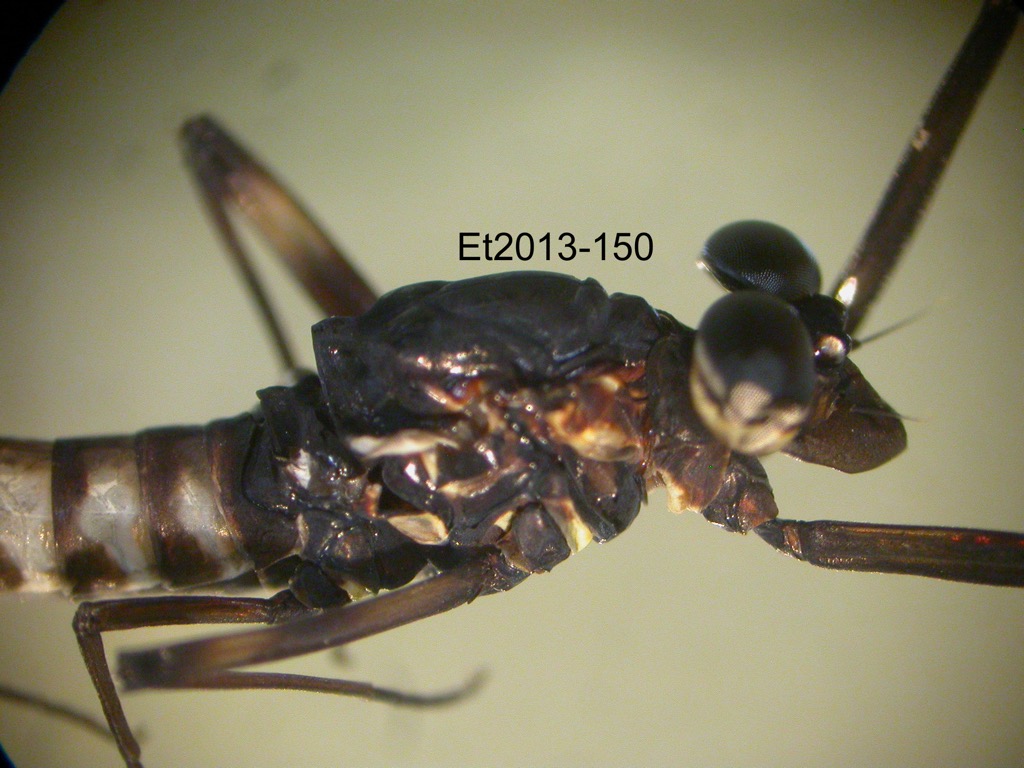head and thorax lateral