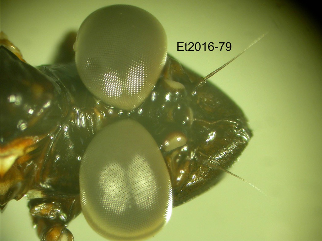 head dorsal