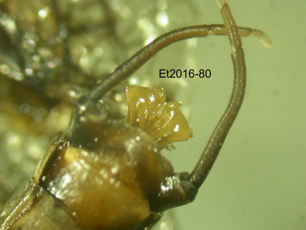 genitalia ventral