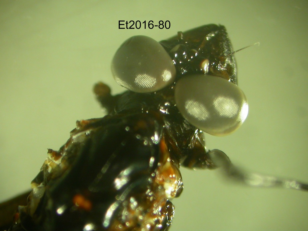 head and thorax dorsal