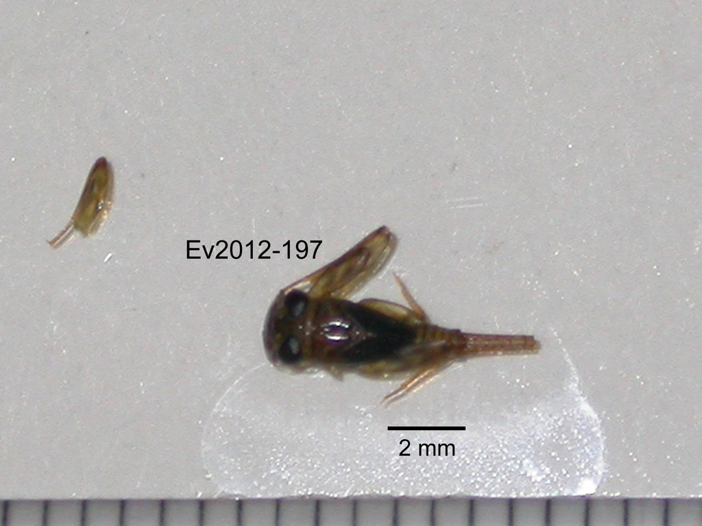 dorsal