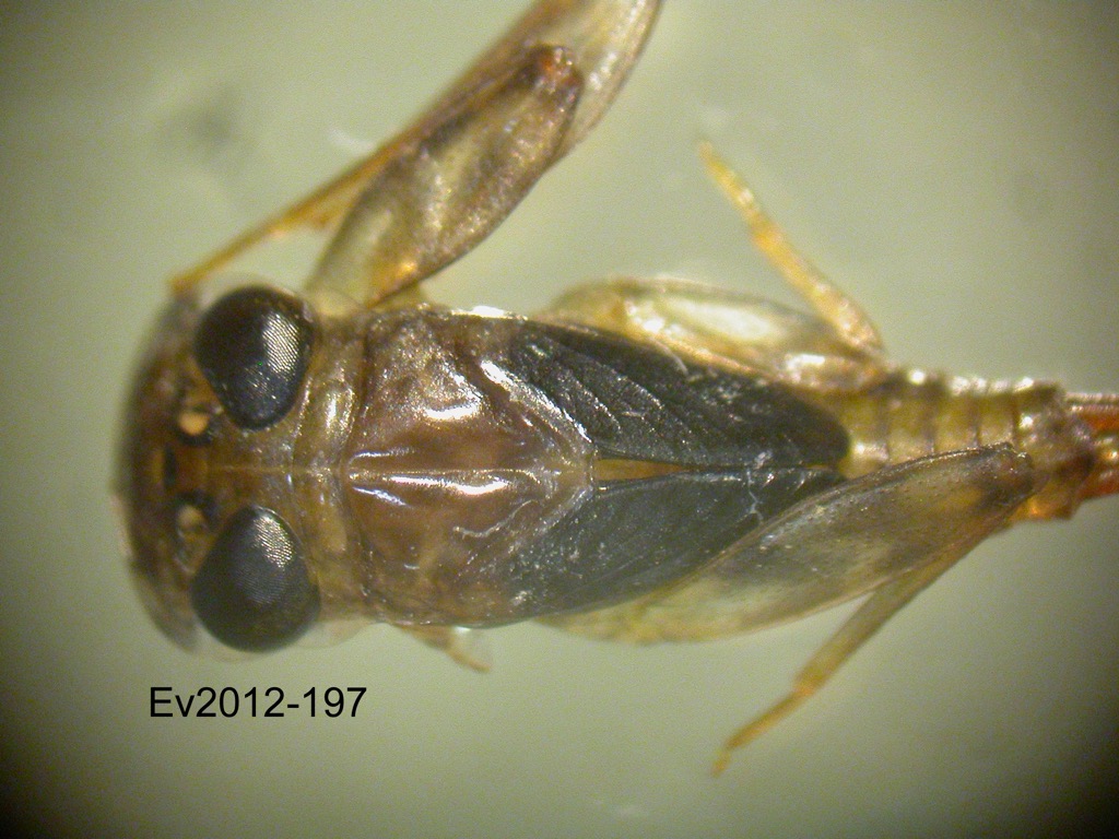 dorsal