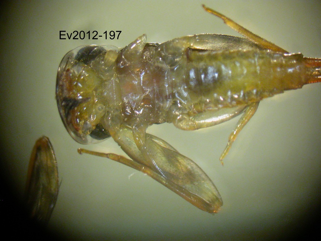 ventral